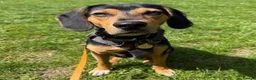 Mixed Breed dogs for adoption: URGENT: Ivan (Greek Harehound) - Advert 1