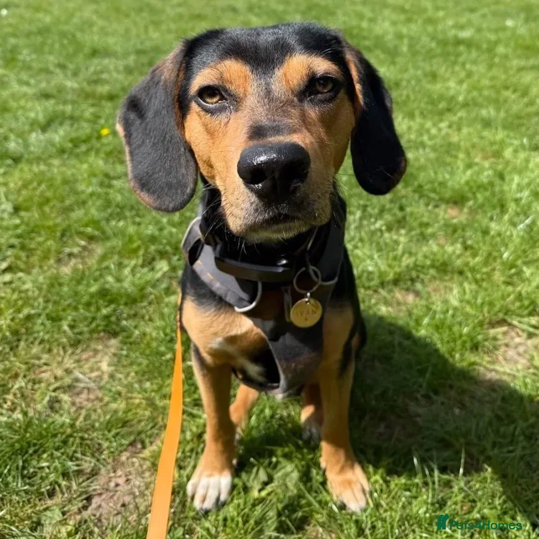 Mixed Breed dogs for adoption: URGENT: Ivan (Greek Harehound) - Advert 1