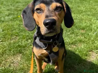 Mixed Breed dogs Ivan (Greek Harehound) - Advert 1