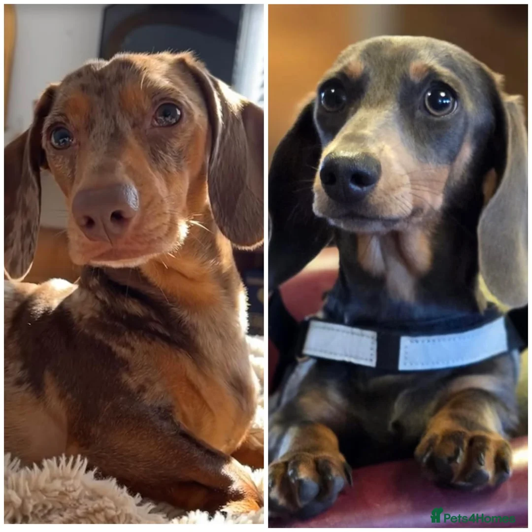 Miniature Dachshund dogs for sale: Miniature KC reg dachshunds - Advert 9