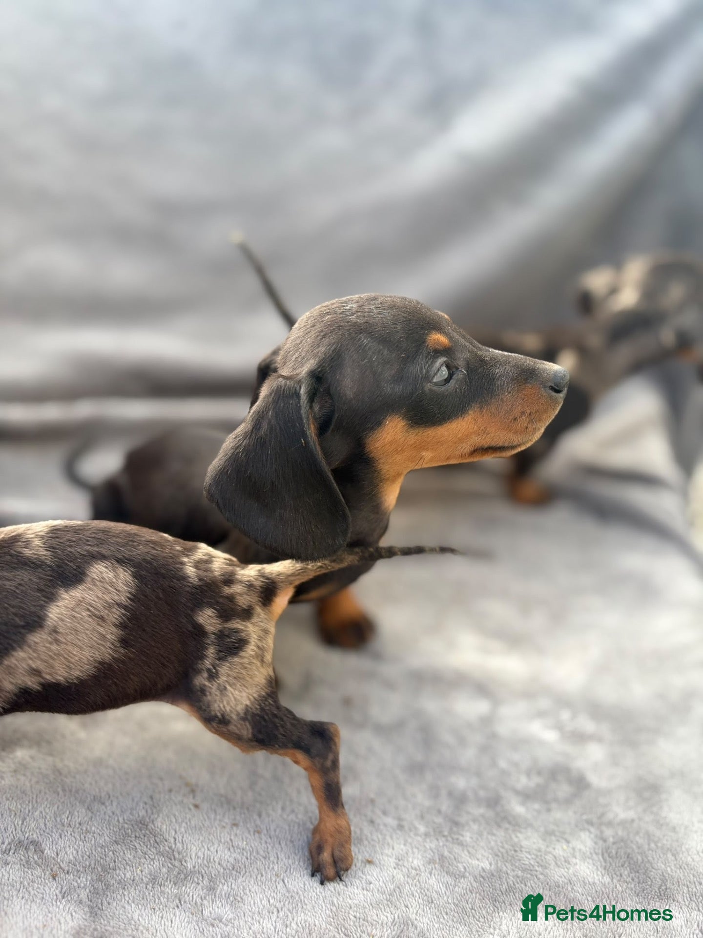 Miniature Dachshund dogs Beautiful dachshund puppies  - Advert 2