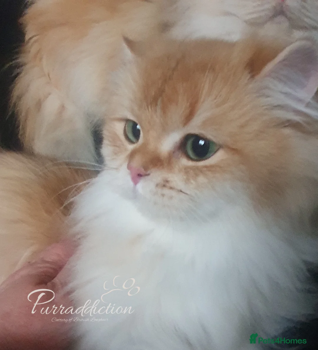 British Longhair cats for sale: Chocolate Golden Shaded British Longhair  - Advert 2