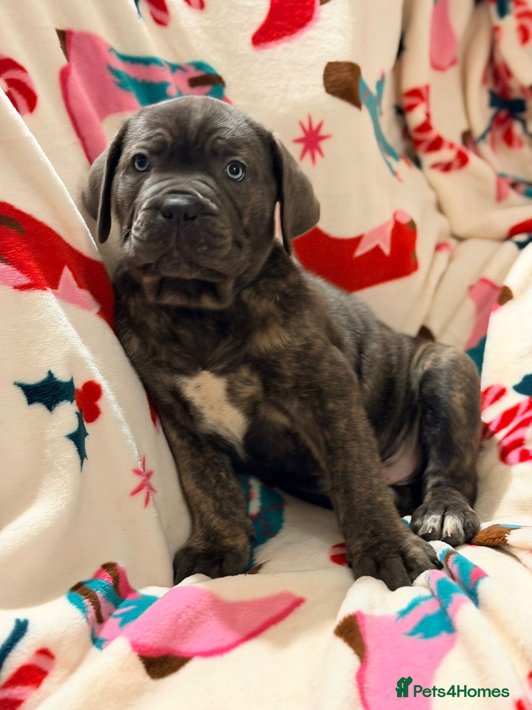 Cane Corso dogs for sale: 🐾 Stunning Cane Corso Puppies Available NOW ! 🐾 - Advert 2