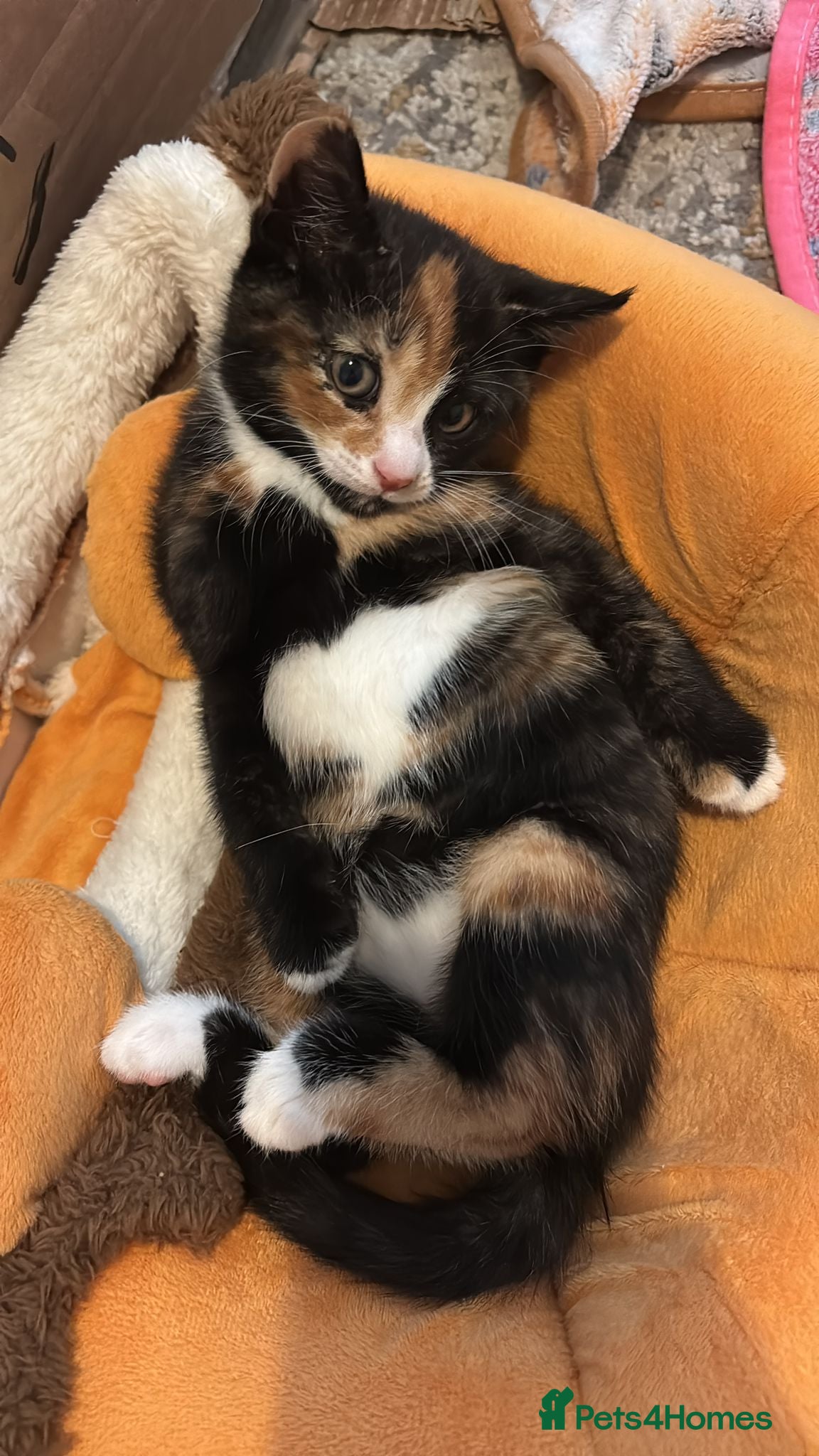 Mixed Breed cats for sale: Healthy kittens for sale  - Advert 9