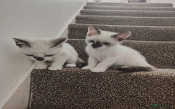 Mixed Breed cats for sale: FREE Blue eyes creamys kittens  - Image 7