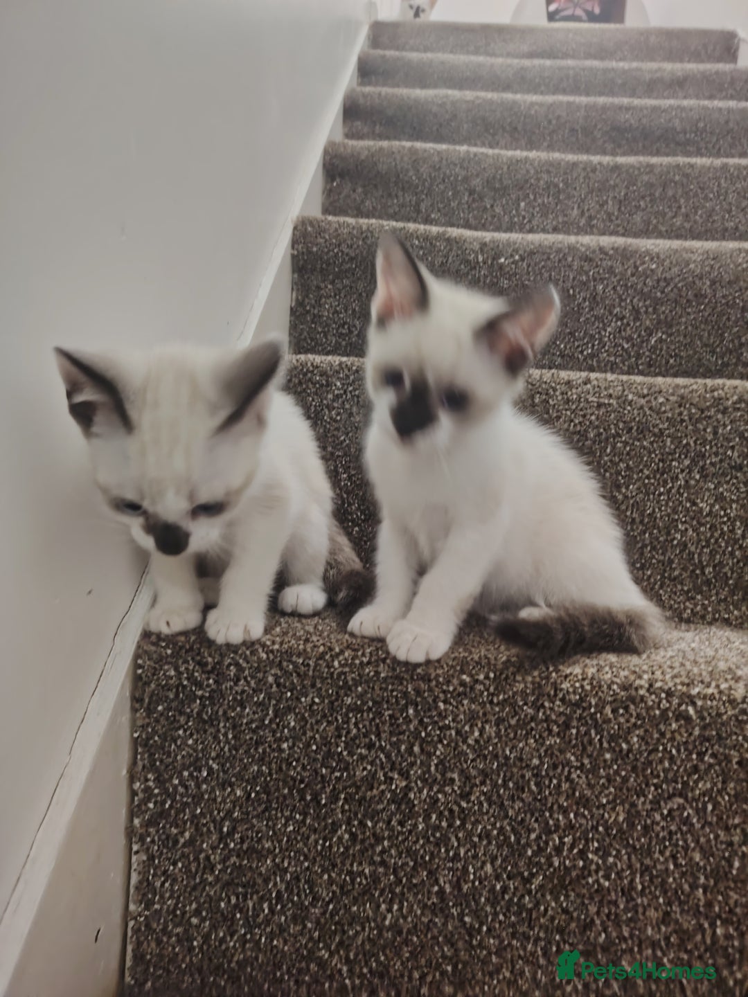 Mixed Breed cats for sale: FREE Blue eyes creamys kittens  - Image 7