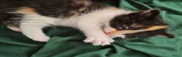 Mixed Breed cats for sale: Beautiful Playful Ginger & Tri-Colour Kittens 🐾 - Advert 23