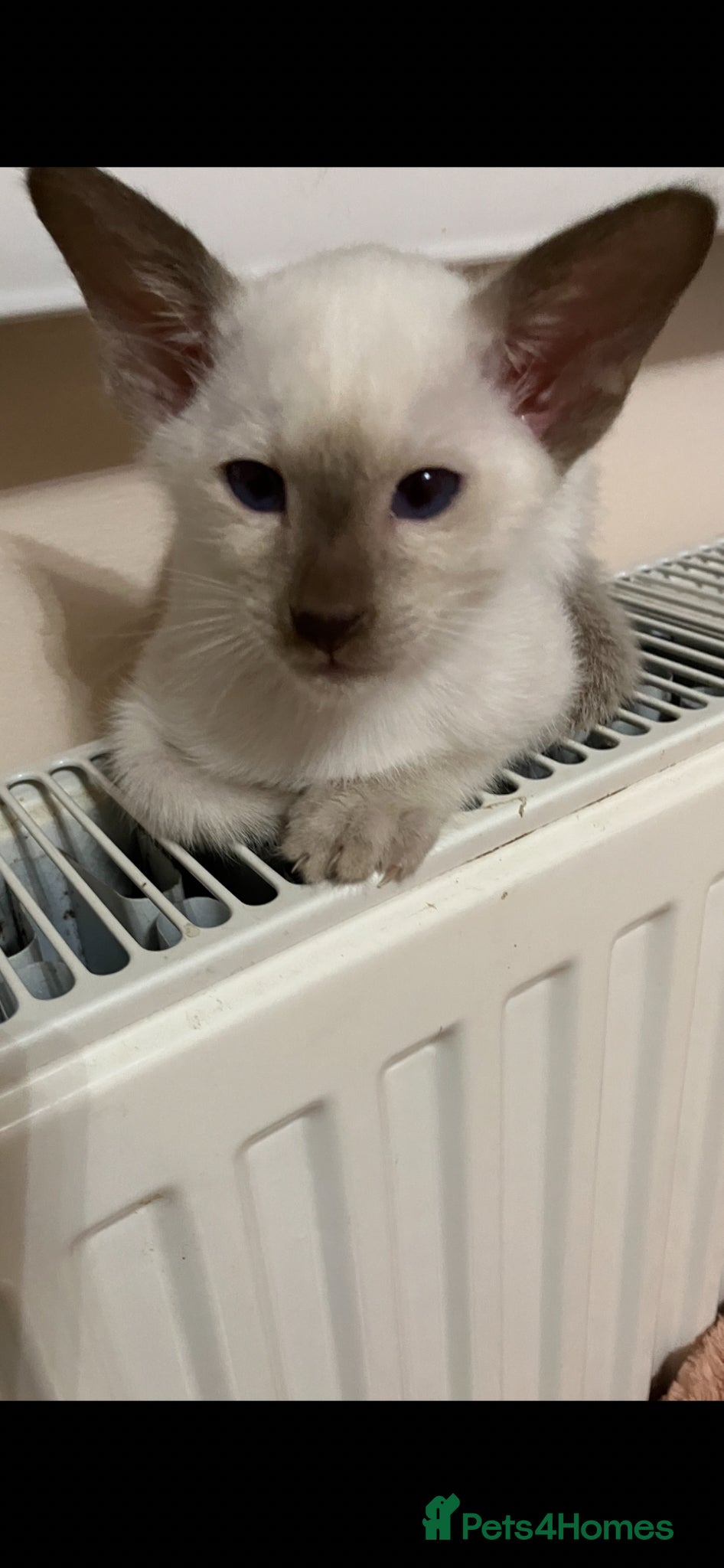 Siamese cats Beautiful adoring Siamese babies - Advert 5