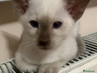 Siamese cats Beautiful adoring Siamese babies - Advert 7