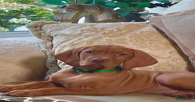 Hungarian Vizsla dogs - Advert 2