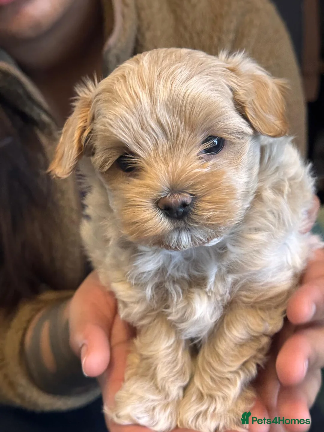Maltipoo dogs for stud: Beautiful Maltipoo Stud 🐶 in Walsall - Advert 9