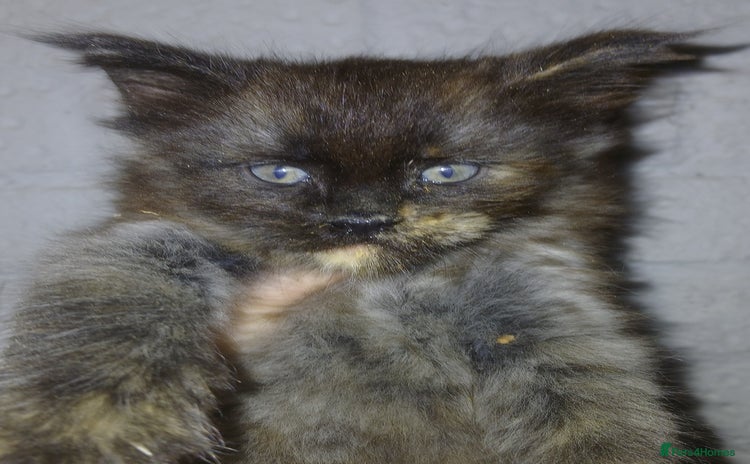 Maine Coon cats - Advert 7