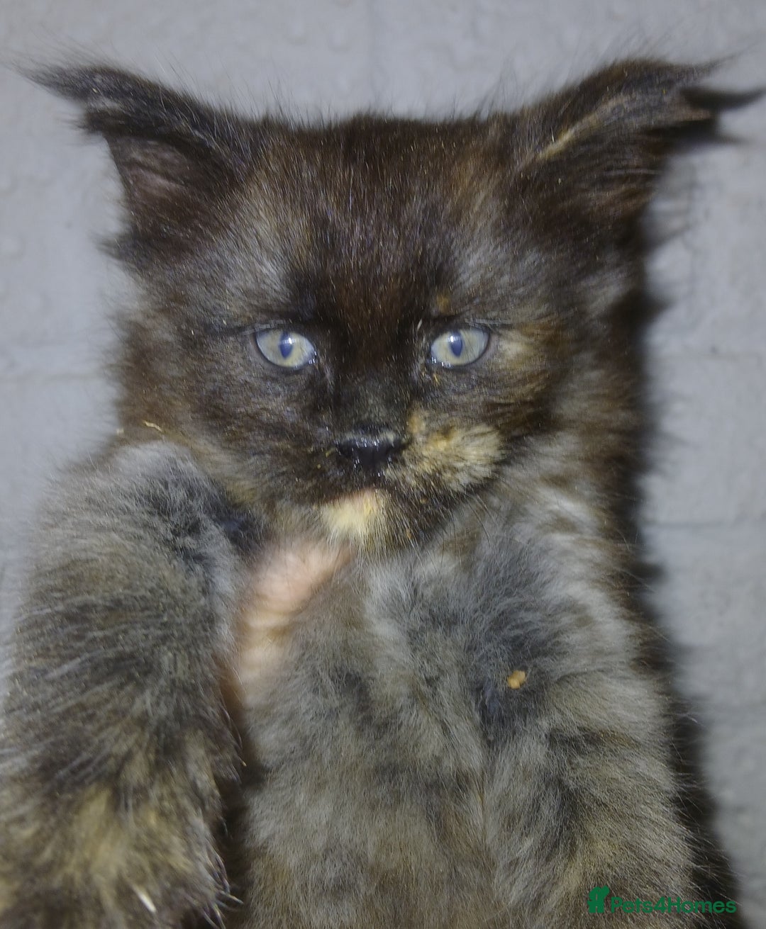 Maine Coon cats for sale: Gorgeous TICA reg Maine coon kittens - Image 1