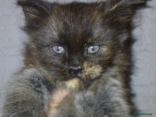 Maine Coon cats Gorgeous TICA reg Maine coon kittens - Advert 13