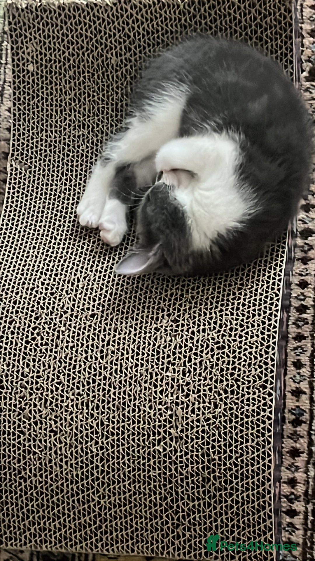 Mixed Breed cats for sale: Beautiful Long-Haired Mixed Breed Kittens 2 Boys - Image 6