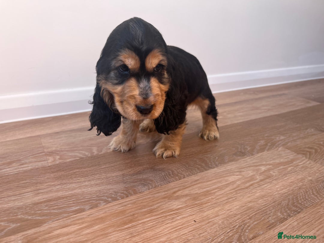 Cocker Spaniel dogs for sale: Show type cocker spaniel  - Image 9