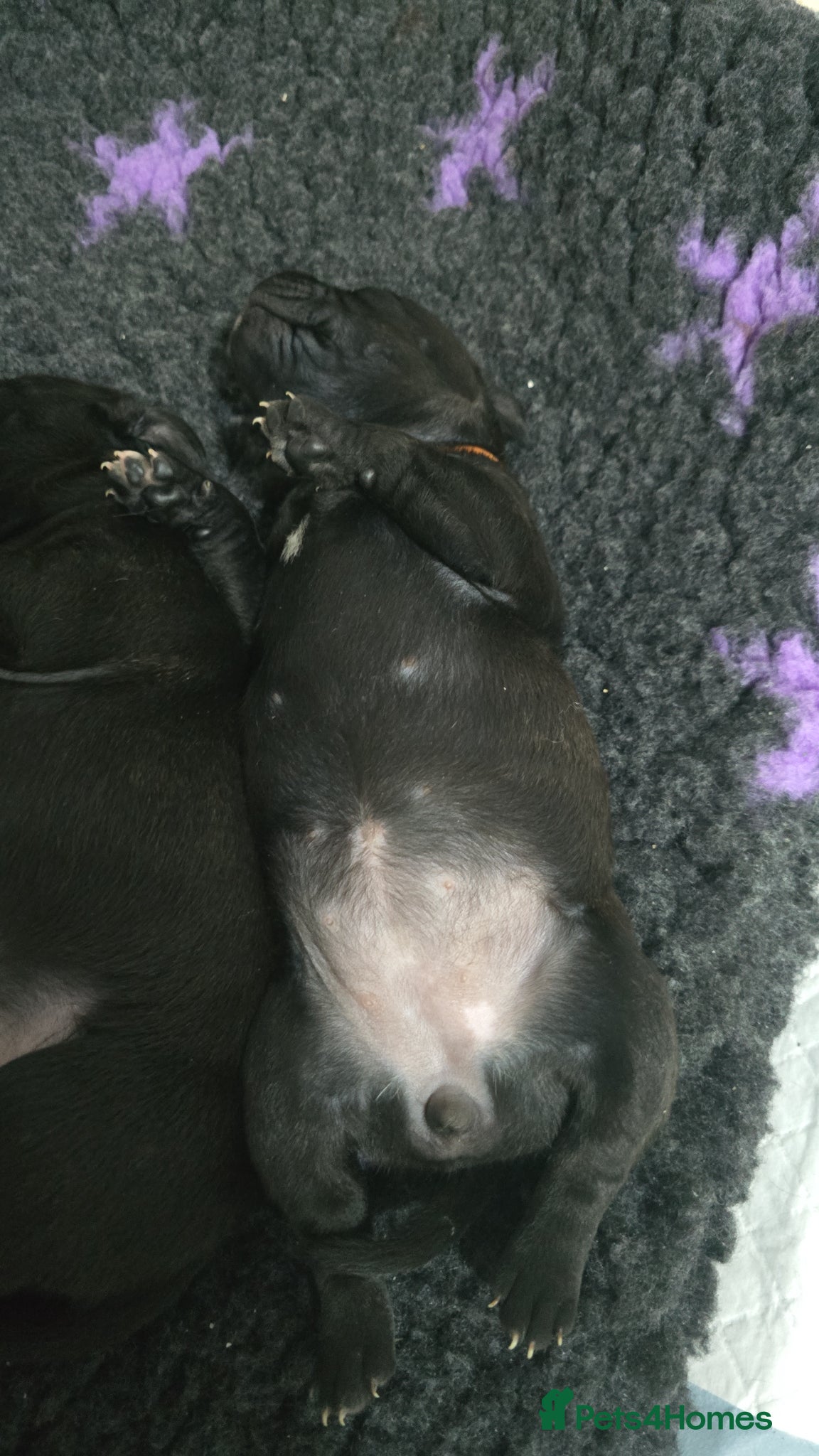 Staffordshire Bull Terrier dogs Kc reg blue & black staffords champion bloodlines  - Advert 2