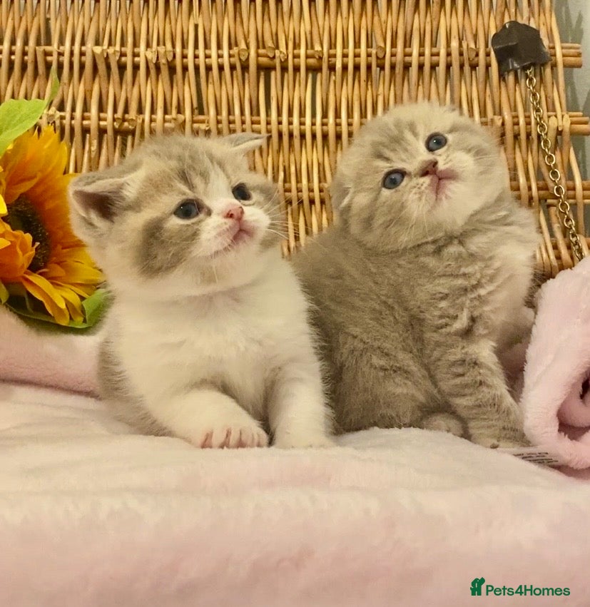 Scottish Fold cats 🧸QUALITY TICA REG FAWN SCOTTISH/BSH 😻🧸 - Advert 6