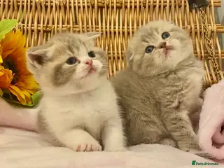 Scottish Fold cats 🧸QUALITY TICA REG FAWN SCOTTISH/BSH 😻🧸 - Advert 6