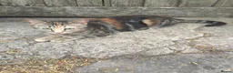 Mixed Breed cats for sale: Lovely mixed litter, ready now.  - Advert 9