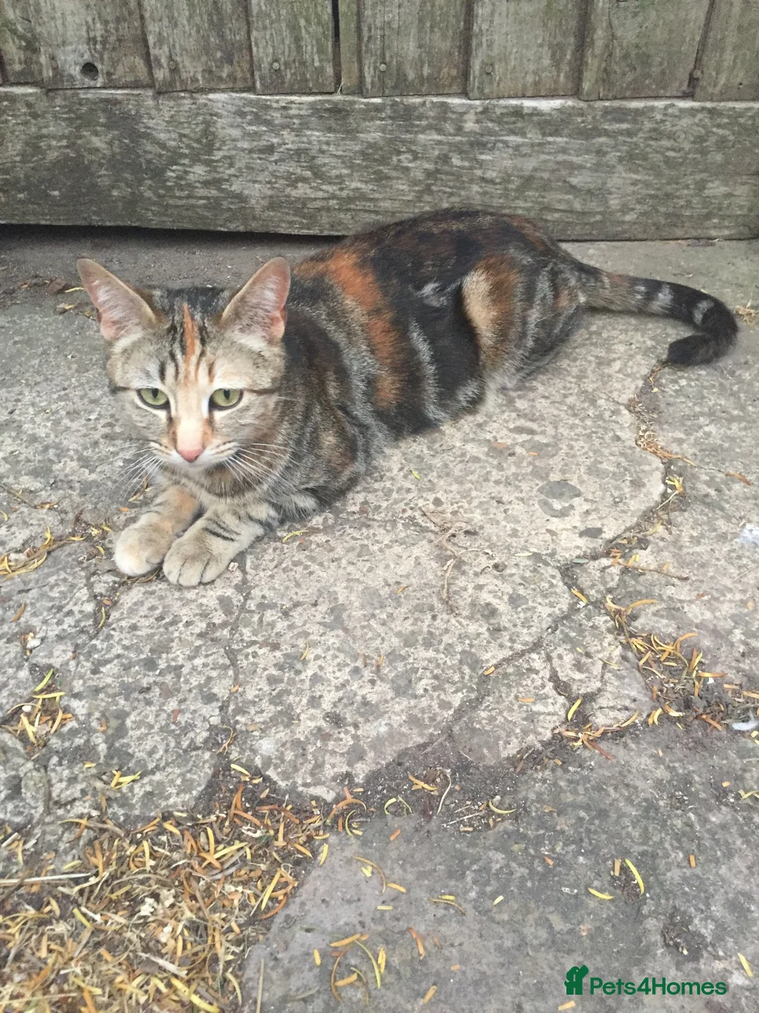 Mixed Breed cats for sale: Lovely mixed litter, ready now.  - Advert 9