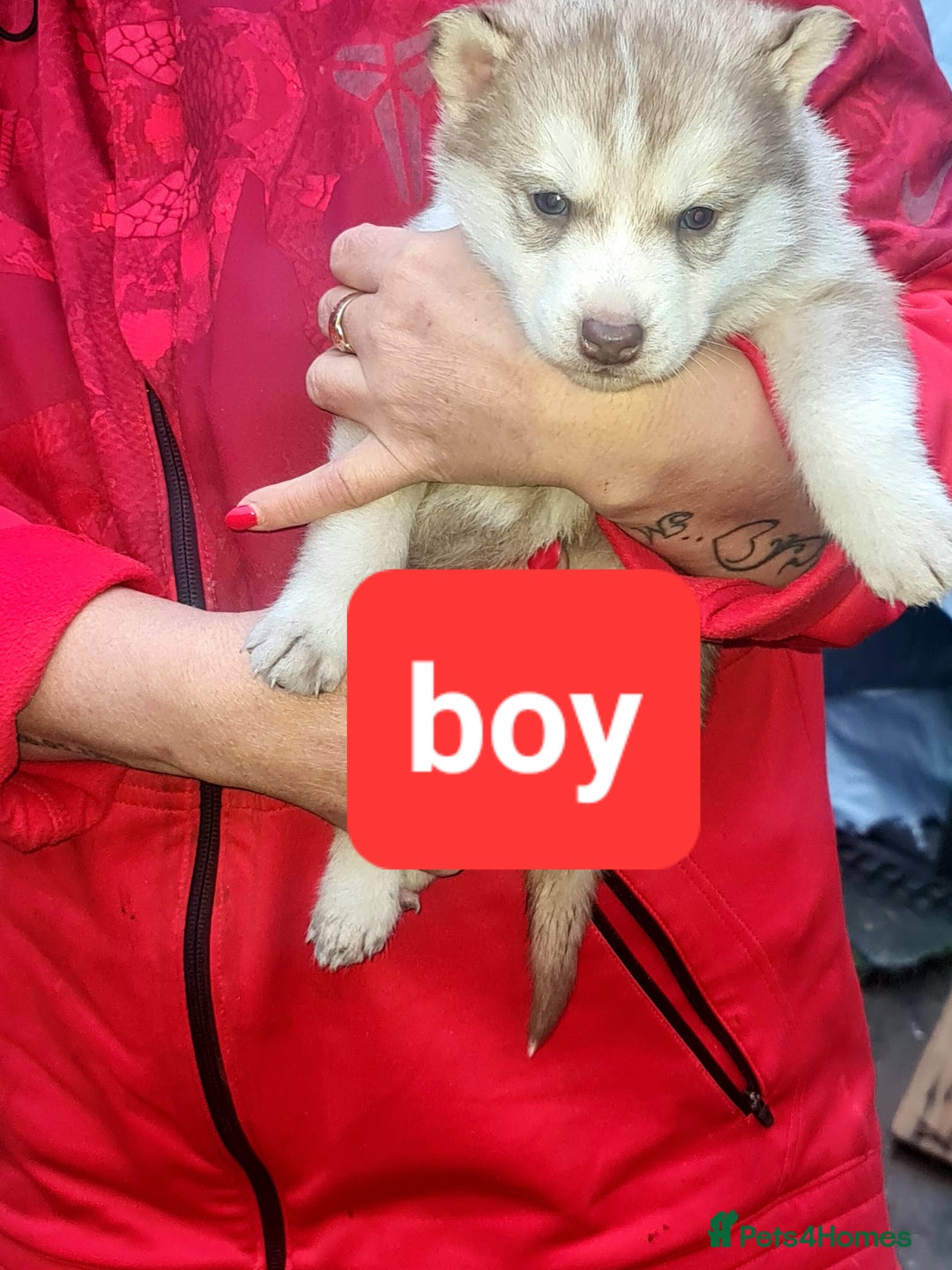 Siberian Husky dogs for sale: 6 siberian husky  - Advert 8