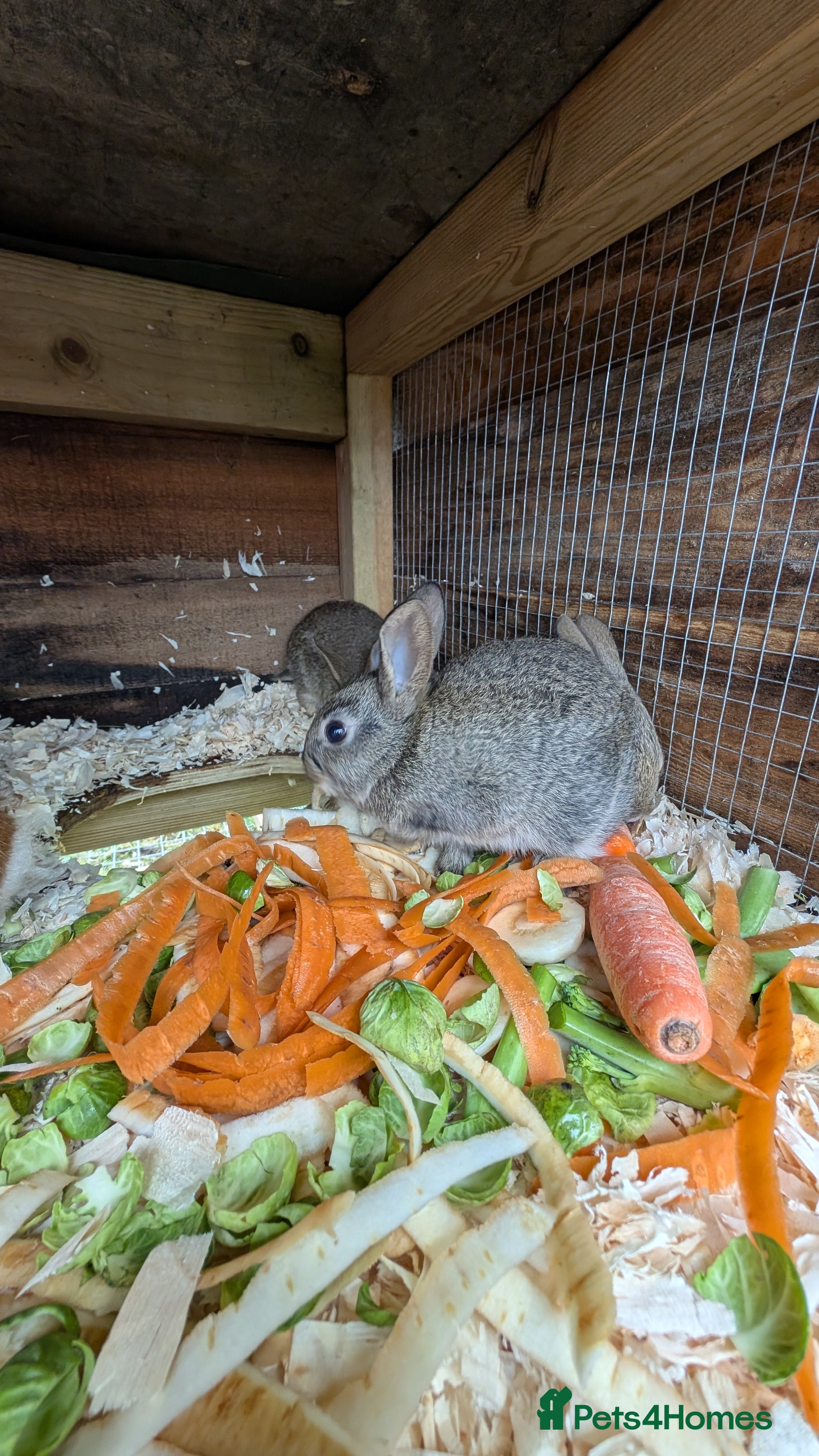 Mixed Breed rabbits Mixed breed smooth coated bunnies for sale - Advert 4