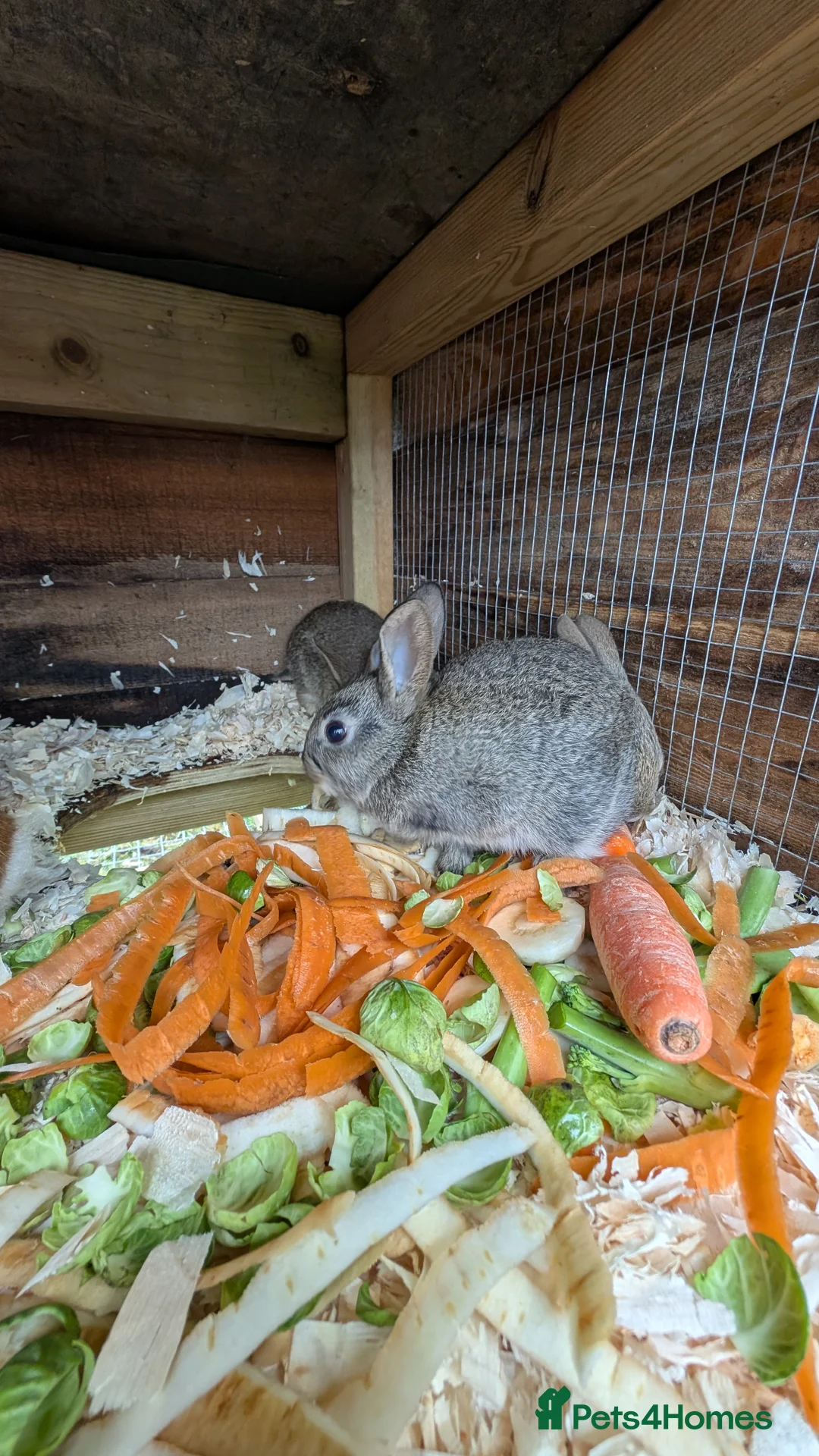 Mixed Breed rabbits for sale: Mixed breed smooth coated bunnies for sale - Advert 1