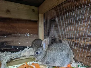 Mixed Breed rabbits Mixed breed smooth coated bunnies for sale - Advert 4