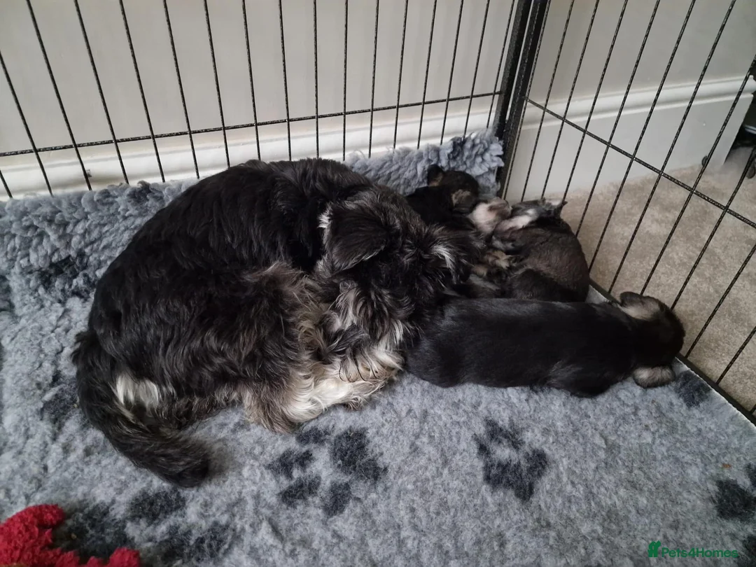 Miniature Schnauzer dogs for sale: KC Registered Miniature Schnauzer Puppies - Advert 3