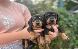 Dachshund dogs for sale: Beautiful dachshund puppies  - Image 16
