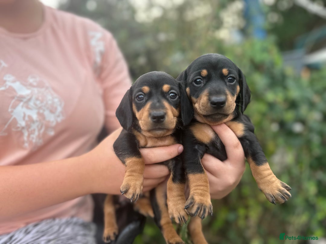 Dachshund dogs for sale: Beautiful dachshund puppies  - Image 16