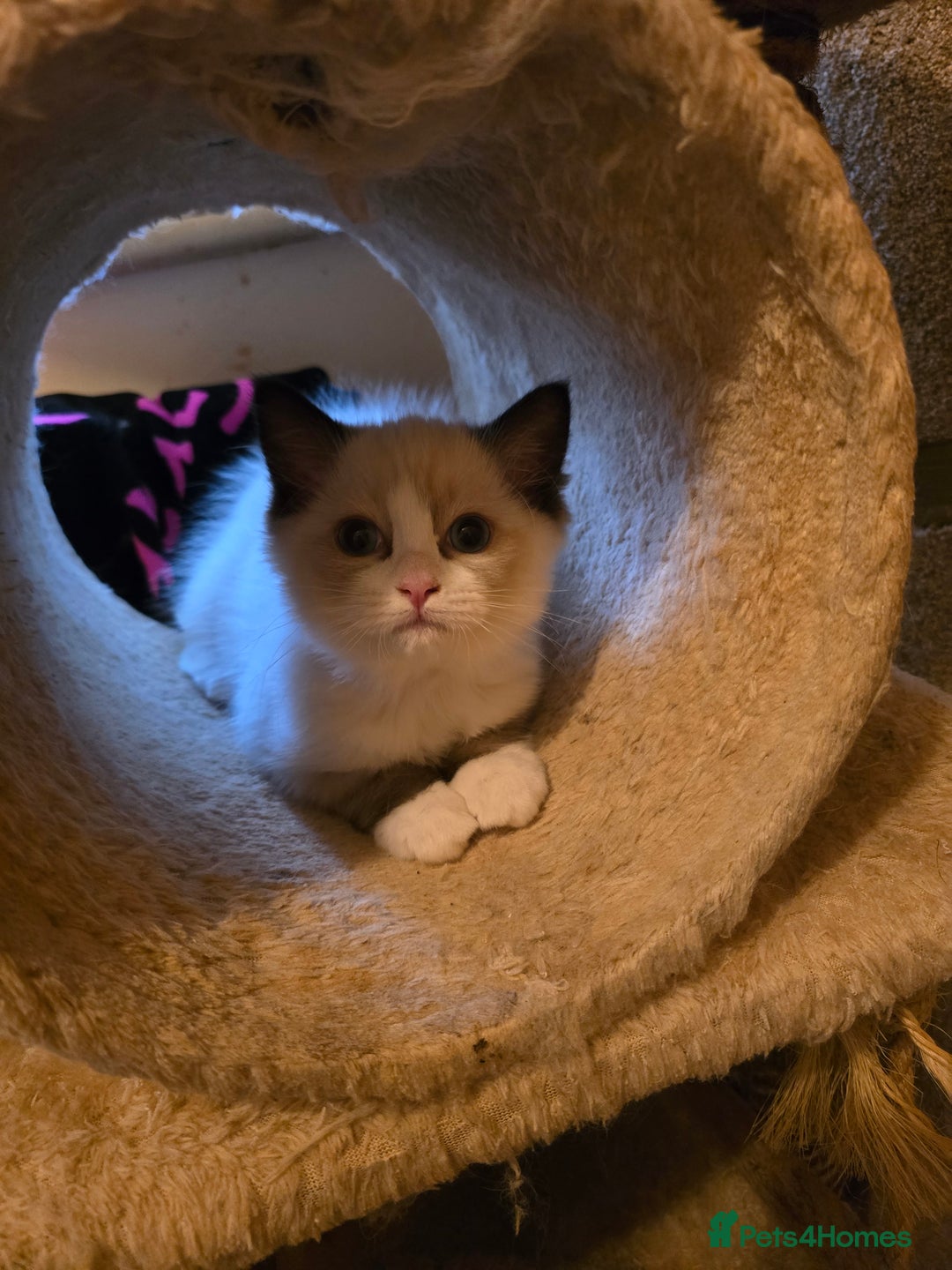 Ragdoll cats for sale: Gccf registered little Queens available 🥰 - Advert 34