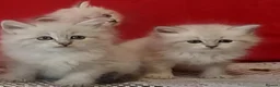 Siberian cats for sale: GCCF Registered Siberian Kitten For Sale  - Advert 6