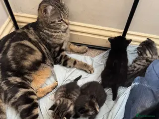Bengal cats Cross bengal - Advert 1