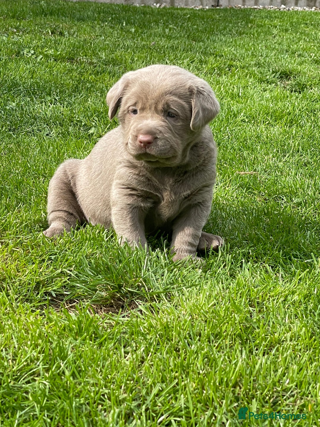 Labrador Retriever dogs for sale: Stunning kc silver Labradors  - Image 8
