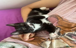 Mixed Breed cats for sale: siamese x siberian tuxedo kittens - Advert 40