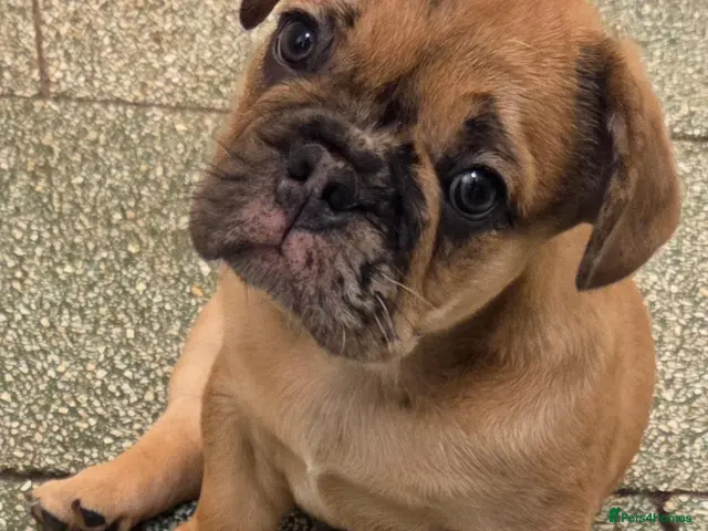 French Bulldog dogs for sale: *BOY READY NOW* French bull dog fluffy rope puppy - Advert 1