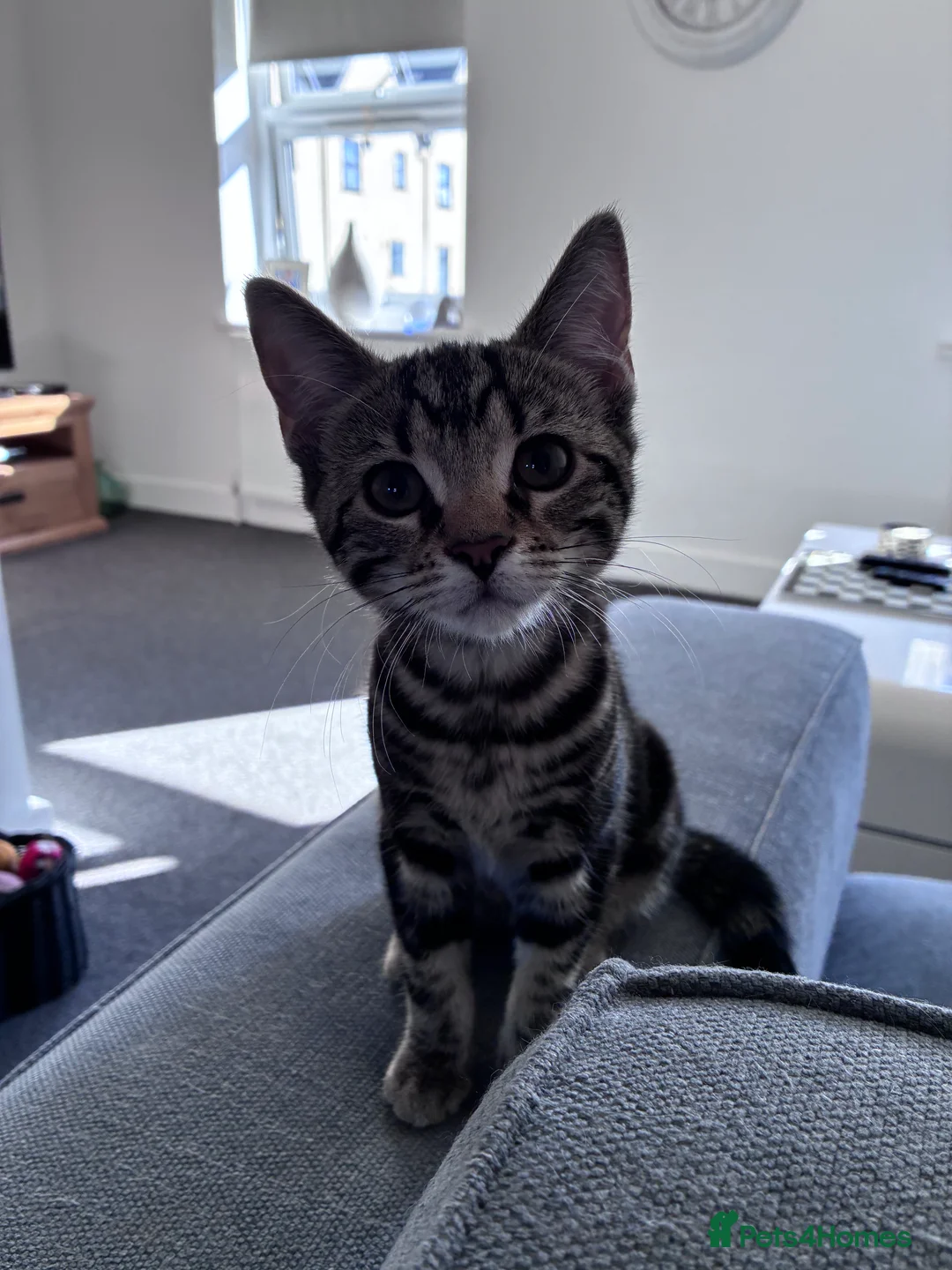Mixed Breed cats for sale: British Shorthair mixed *Price lowered* - Advert 2