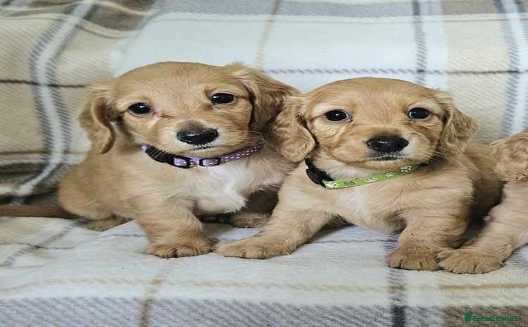 Miniature Dachshund dogs in Peterborough - Advert 2