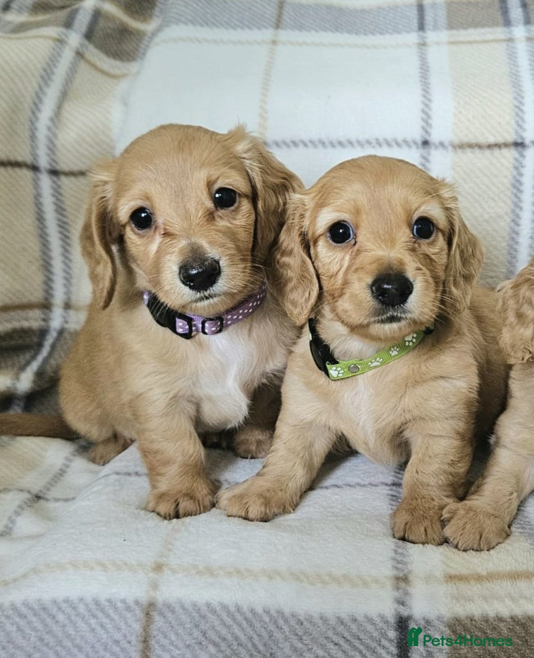 Miniature Dachshund dogs for sale: Beautiful long haired mini dachshunds  in Peterborough - Image 1