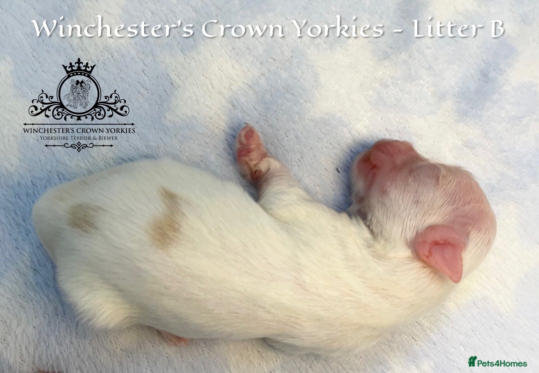 Yorkshire Terrier dogs for sale: ❤️ Champion heritage KC reg.PEDIGREE puppies! 🐶❤️ - Image 17