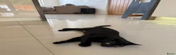 Mixed Breed cats for sale: 4 month old kitten for adoption  - Advert 2