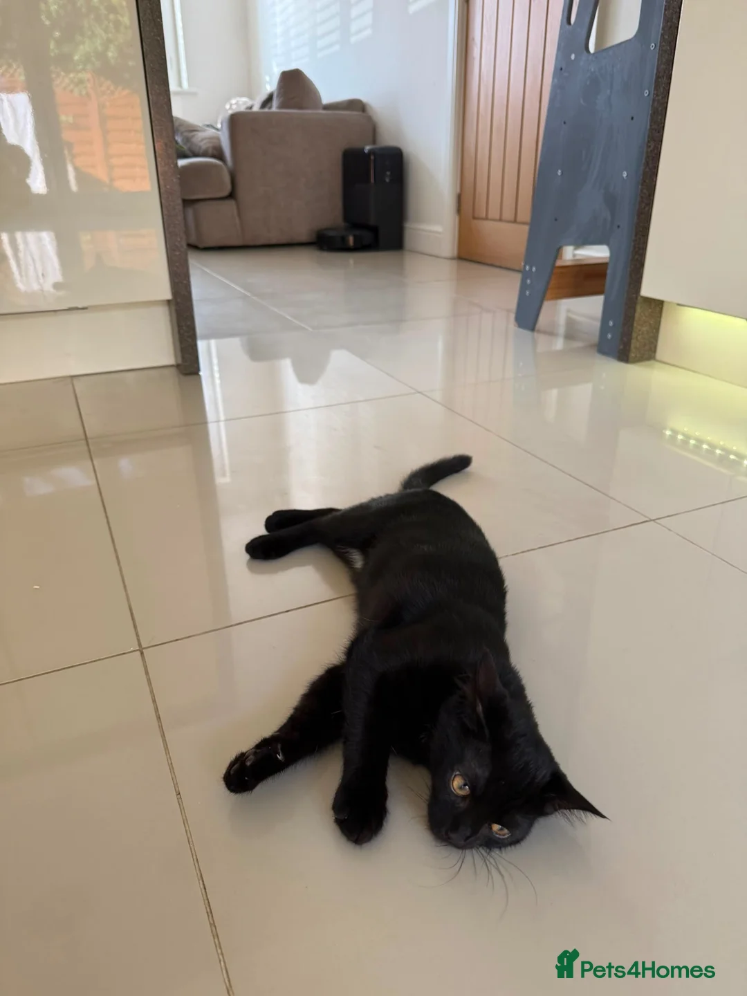 Mixed Breed cats for sale: 4 month old kitten for adoption  - Advert 2
