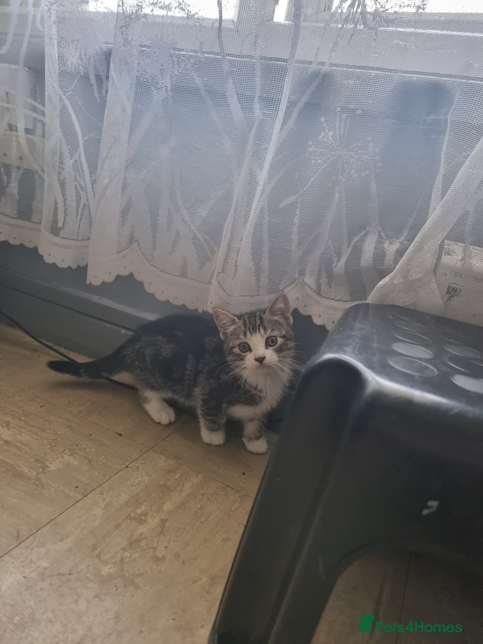 Mixed Breed cats Scottish straight mixed kittens  - Advert 2