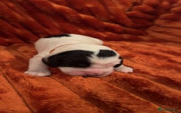 Cocker Spaniel dogs for sale: 4 Cocker spaniel puppy’s  - Advert 12