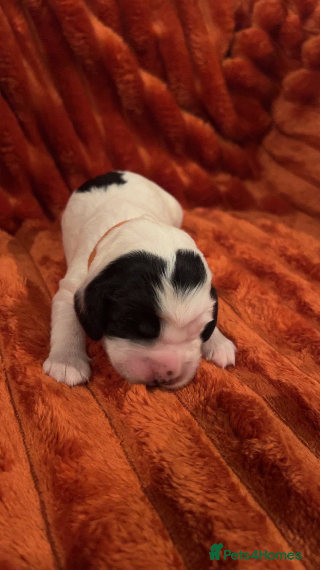 Cocker Spaniel dogs for sale: 4 Cocker spaniel puppy’s  - Advert 12