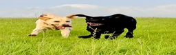 Labrador Retriever dogs for sale: Two beautiful Labrador girls 2&3yos in Worcester - Advert 7