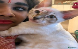 Bengal cats for sale: High Quality Bengal Beauty - Image 19