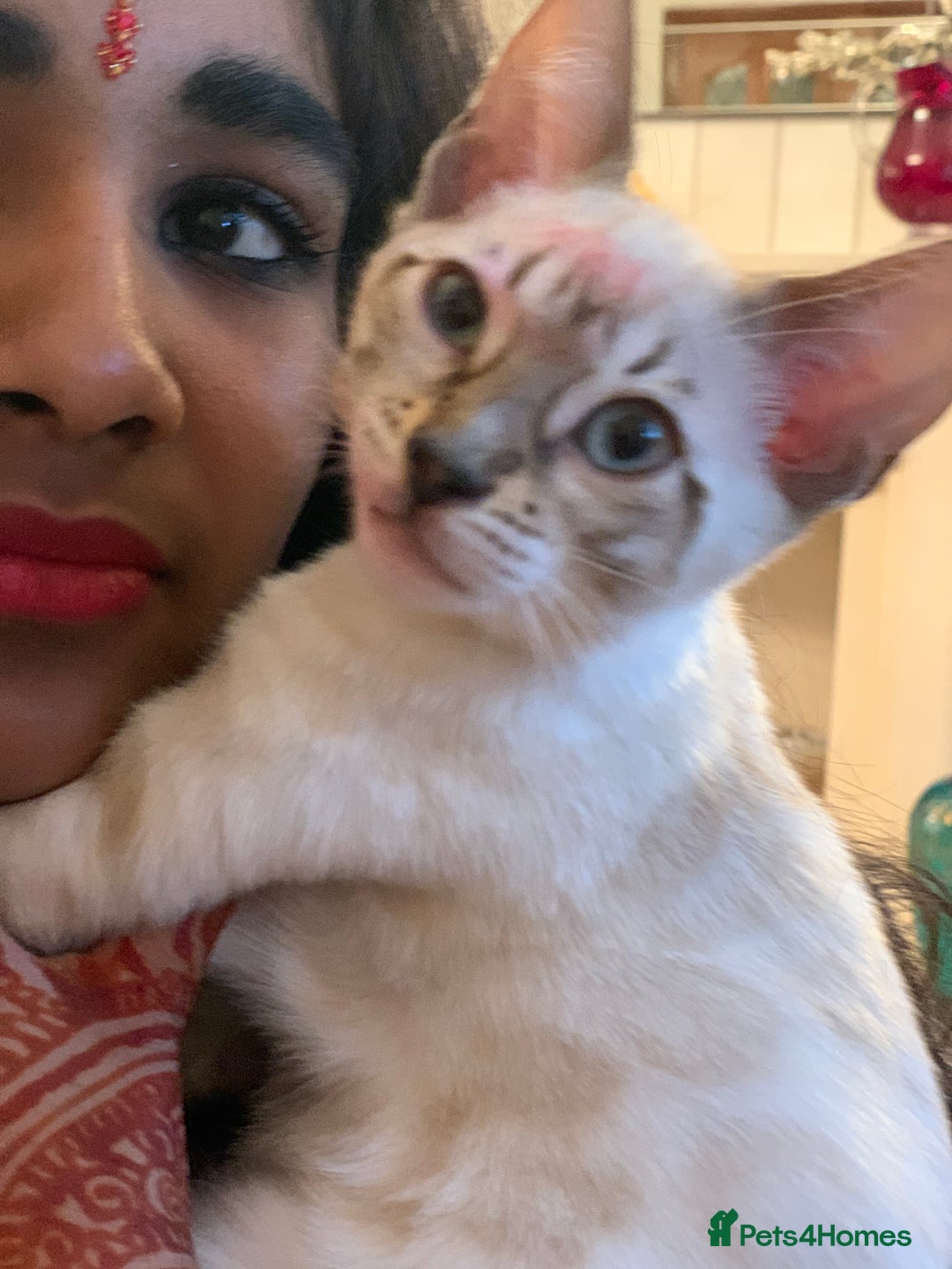 Bengal cats for sale: High Quality Bengal Beauty - Image 19